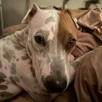 PETEY - PERFECT -  Labrador Retriever and Shepherd Dog for Adoption - PETEY - PERFECT | PetCurious