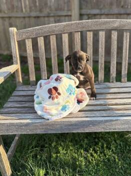 Black Mouth Cur and Terrier Dogs Available for Adoption in Berlin, New Jersey - Clover | PetCurious