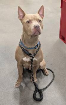 EMMETT -  Pit Bull Terrier and Mixed Breed Dog for Adoption - EMMETT | PetCurious