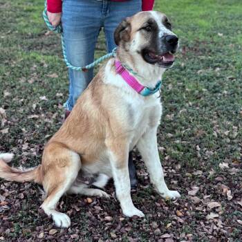 Beau -  Saint Bernard Dog for Adoption in Magnolia, Texas - Beau | PetCurious