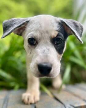 Freddie Spaghetti -  Bluetick Coonhound and Mixed Breed Dog Available for Adoption in Malvern, Pennsylvania - Freddie Spaghetti | PetCurious