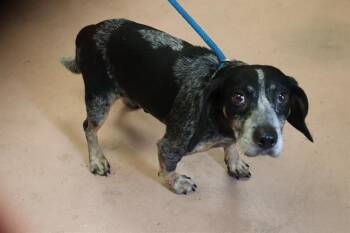 SNOWCAP -  Mixed Breed Dog for Adoption in Columbia, South Carolina - SNOWCAP | PetCurious