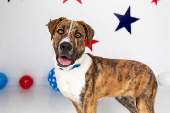 Randal -  Boxer and Mountain Cur Dog for Adoption in Sandusky, Ohio - Randal | PetCurious