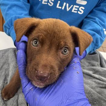 Morgan -  Labrador Retriever and Mixed Breed Dog for Adoption in Starkville, Mississippi - Morgan | PetCurious
