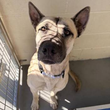 Bruce -  Black Mouth Cur and Mixed Breed Dog for Adoption in Marshall, Texas - Bruce | PetCurious