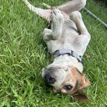 Dolly -  Mixed Breed Dog for Adoption in Auburn, Alabama - Dolly | PetCurious