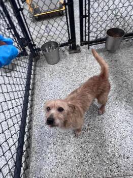 Winn-Dixie -  Terrier Dog for Adoption in Republic, Missouri - Winn-Dixie | PetCurious