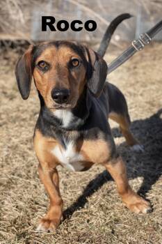 Dachshund Dogs Available for Adoption - Roco | PetCurious