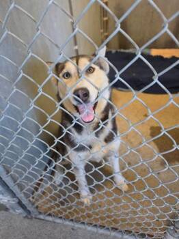 Siberian Husky and Mixed Breed Dogs Available for Adoption in Roseville, California - Rosa | PetCurious