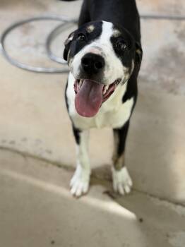Nicky -  Mixed Breed Dog for Adoption in Elberton, Georgia - Nicky | PetCurious