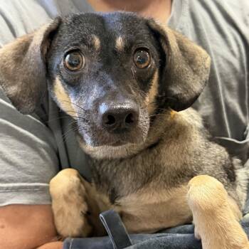 Gam-gam -  Mixed Breed Dog for Adoption in Columbia, South Carolina - Gam-gam | PetCurious