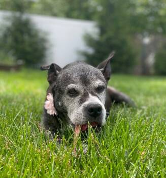 Rescue Pit Bull Terrier Dogs for Adoption in Princeton, Massachusetts - Grace Meadowood - LOCAL | PetCurious