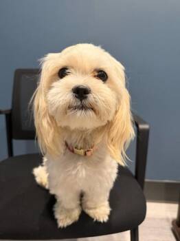 Rosie -  Shih Tzu Dog for Adoption in Plano, Texas - Rosie | PetCurious