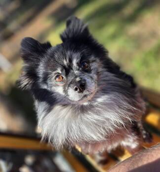 Han Solo -  Pomeranian Dog Available for Adoption in Clovis, California - Han Solo | PetCurious