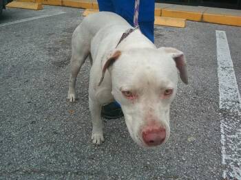 Pit Bull Terrier Dogs Available for Adoption in Ocala, Florida - A380720 | PetCurious
