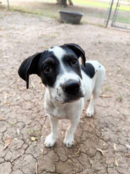 Daisy Mae -  Hound Dog for Adoption in Peoria, Arizona - Daisy Mae | PetCurious