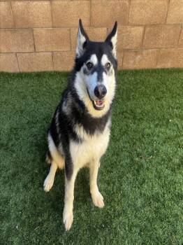 Rescue Siberian Husky Dogs for Adoption in San Marcos, California - URGENT! SAVE ME PLEASE! Yodel ID# A545938 | PetCurious