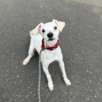 Thistle -  Miniature Poodle and Mixed Breed Dog for Adoption in Newberg, Oregon - Thistle | PetCurious