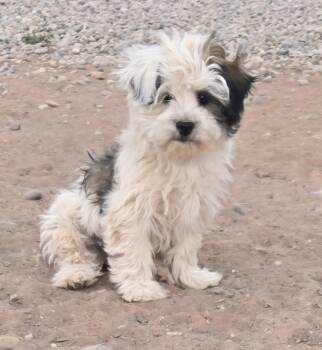 Poodle and Shih Tzu Dogs Available for Adoption in Peralta, New Mexico - **TRINKET - Read Bio Below | PetCurious