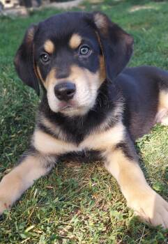 Jenga -  Black Labrador Retriever and Australian Shepherd Dog for Adoption in Crystal Lake, Illinois - Jenga | PetCurious