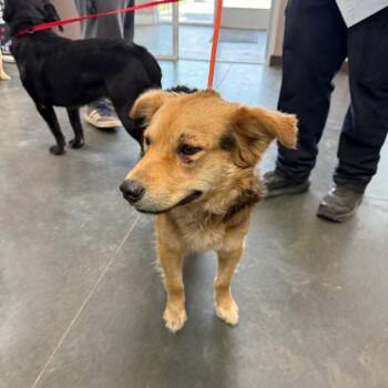BC- Wonder -  German Shepherd Dog and Mixed Breed Dog for Adoption in Idaho Falls, Idaho - BC- Wonder | PetCurious
