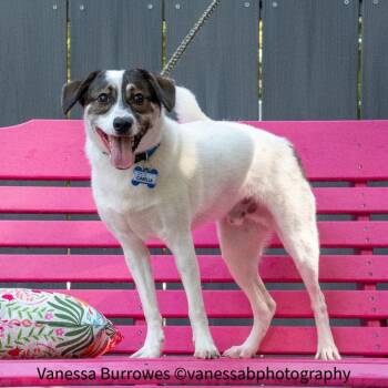 Terrier Dogs Available for Adoption - Finn | PetCurious