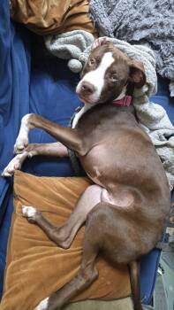 Burger -  Mixed Breed Dog for Adoption in New York, New York - Burger | PetCurious