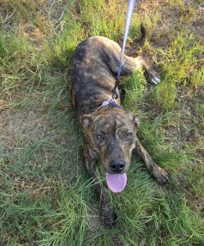 Laramie -  Terrier Dog for Adoption in Sheridan, Texas - Laramie | PetCurious