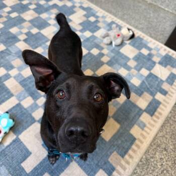 Mountain Cur Dogs Available for Adoption in Falls Church, Virginia - Blackjack | PetCurious