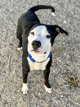 SNOOPY -  Mixed Breed Dog for Adoption in Rochester, Indiana - SNOOPY | PetCurious