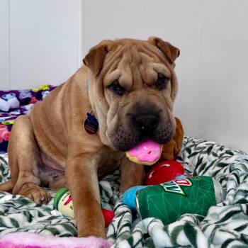 Shar Pei and Mixed Breed Dogs Available for Adoption in Green Bay, Wisconsin - Pompia | PetCurious