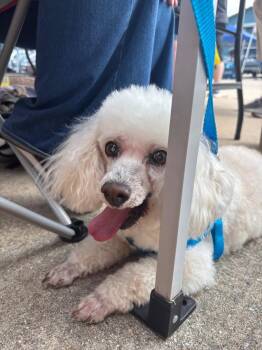 Poodle and Shih Tzu Dogs Available for Adoption in College Station, Texas - Alfie | PetCurious