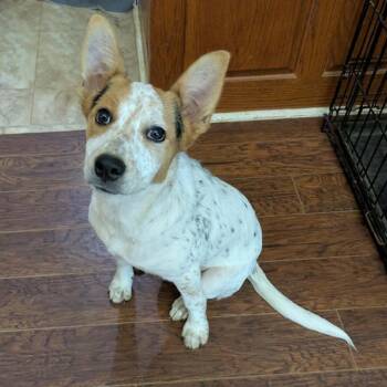Buttons -  Mixed Breed Dog for Adoption in Boaz, Alabama - Buttons | PetCurious