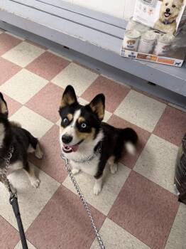 Diva -  Australian Shepherd and Husky Dog for Adoption in Ontario, California - Diva | PetCurious