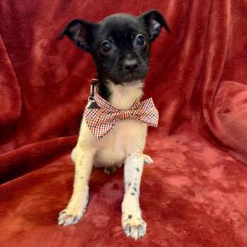 Mixed Breed Dogs Available for Adoption - Beaver | PetCurious