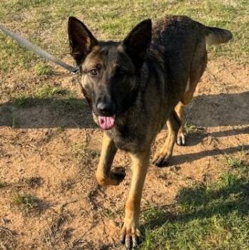 leo -  German Shepherd Dog Dog for Adoption in Roswell, Georgia - Leo | PetCurious
