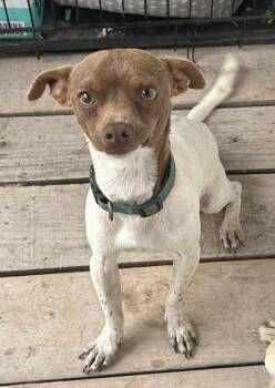 Chihuahua Dogs Available for Adoption - Rocco  | PetCurious