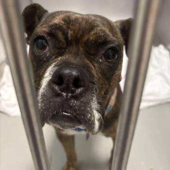 Juicy -  Mixed Breed Dog for Adoption in Davenport, Iowa - Juicy | PetCurious