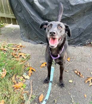 Rescue Retriever Dogs for Adoption in Milton, Delaware - Cicily | PetCurious
