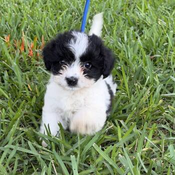 Shih Tzu Dogs Available for Adoption in Alafaya, Florida - Lenny | PetCurious