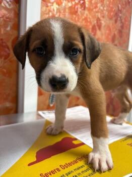 Bottle Rocket -  Boxer and German Shepherd Dog Dog for Adoption in Carson City, Nevada - Bottle Rocket | PetCurious