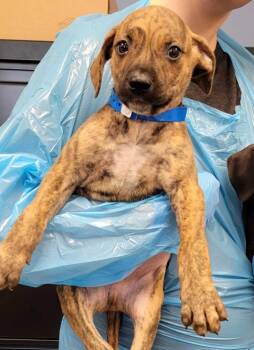 Mixed Breed Dogs Available for Adoption in Chillicothe, Ohio - Valentine