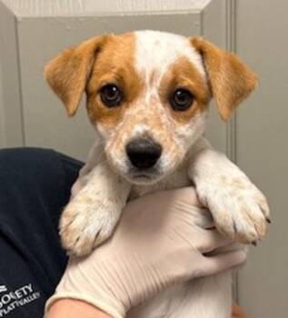 Terrier and Chihuahua Dogs Available for Adoption in Littleton, Colorado - Nigiri | PetCurious