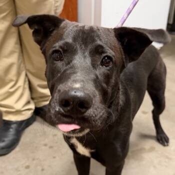 Rescue Black Labrador Retriever Dogs for Adoption in Yuma, Arizona - Duke | PetCurious