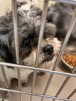 Luna -  Shih Tzu Dog for Adoption in Christiansburg, Virginia - Luna | PetCurious