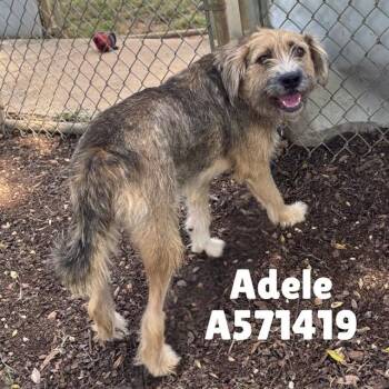 ADELE -  Welsh Terrier and Mixed Breed Dog for Adoption - ADELE | PetCurious