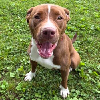 Candy -  Mixed Breed Dog for Adoption in Chattanooga, Tennessee - Candy | PetCurious