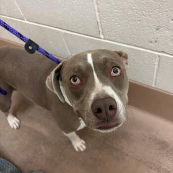 Drew Berrymore -  Pit Bull Terrier Dog for Adoption in Reno, Nevada - Drew Berrymore | PetCurious