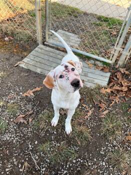 Rescue Pointer Dogs for Adoption in Charlottesville, Virginia - Jellybean 5 Months Old 38 Pounds Adorable Treating For Skin Issu | PetCurious