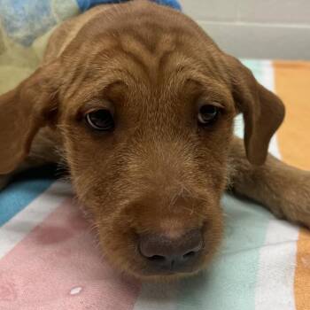 Shar Pei and Golden Retriever Dogs Available for Adoption - Mini Sardine | PetCurious
